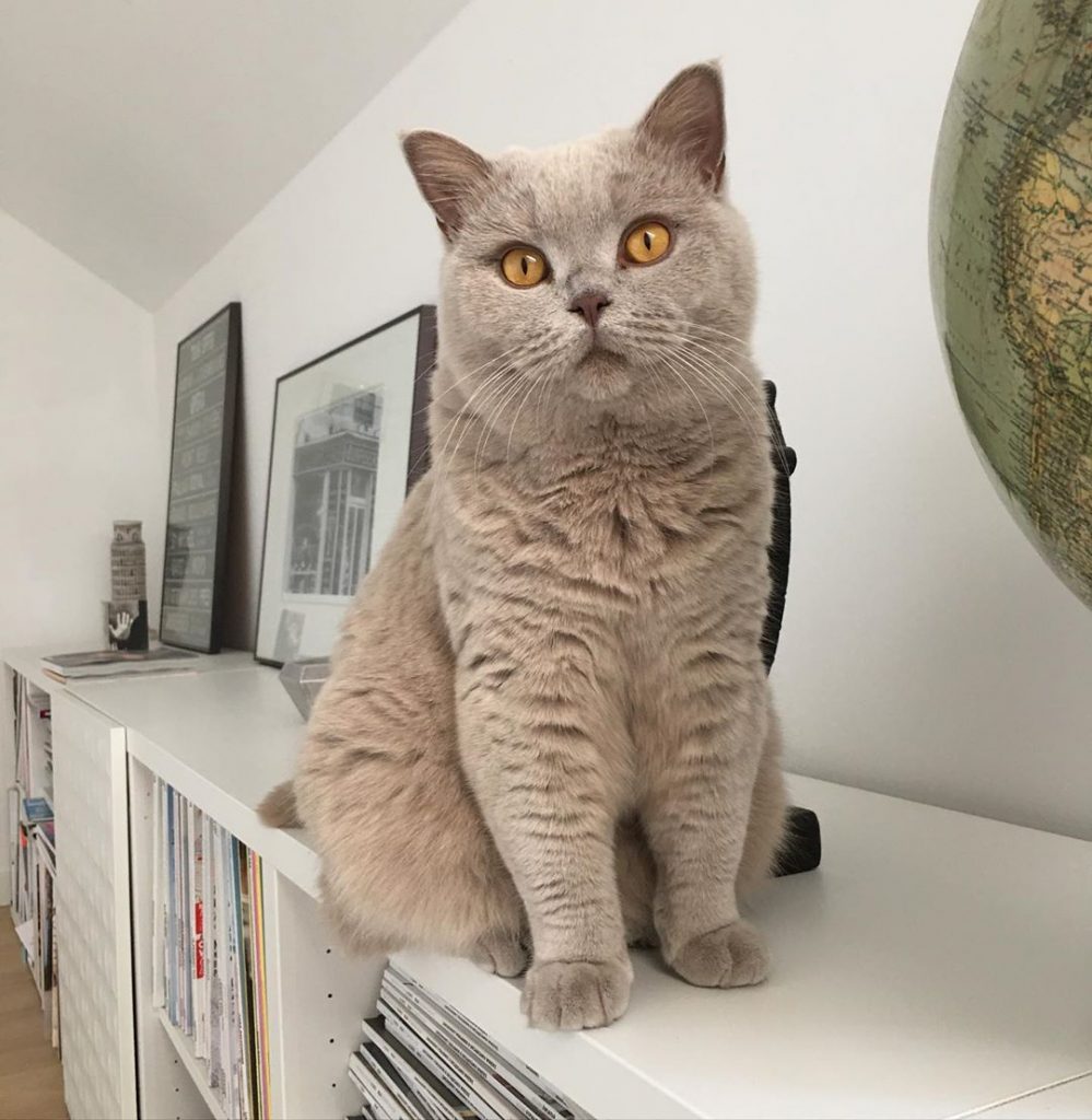 exotic shorthair