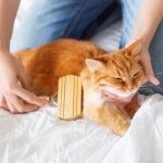 Le toilettage du chat : nos conseils pour prendre soin de lui