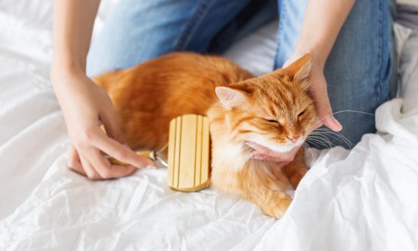 Le toilettage du chat : nos conseils pour prendre soin de lui