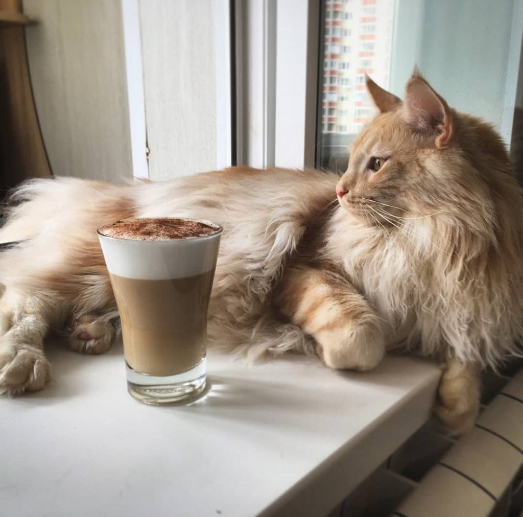 chat café liégois