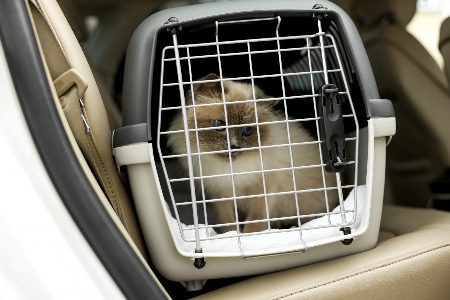 Conseils pour transporter son chat en voiture