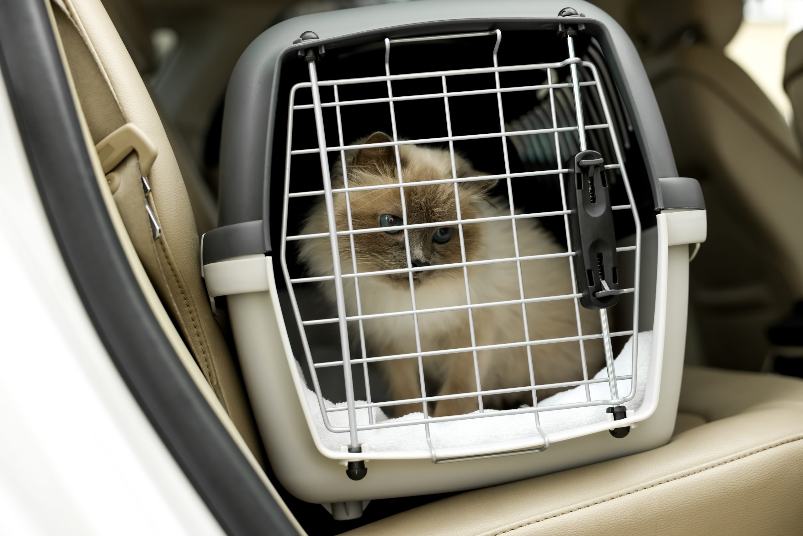 Transporter son chat en voiture conseils et précautions