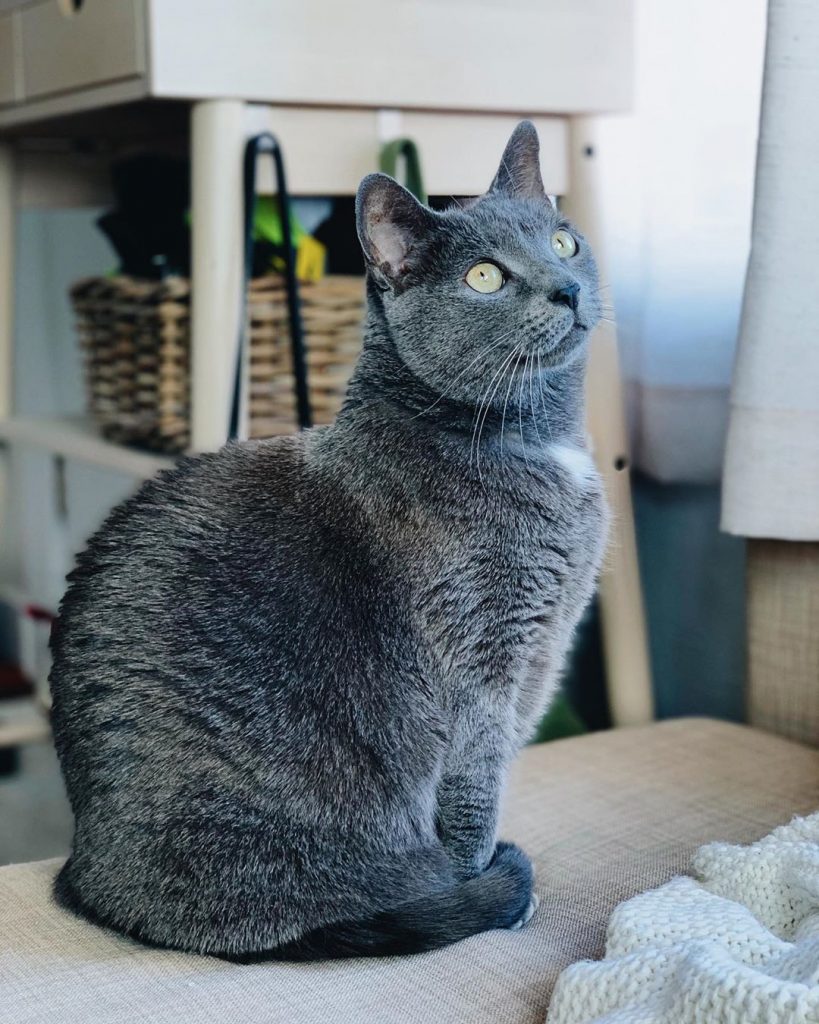 chat chartreux