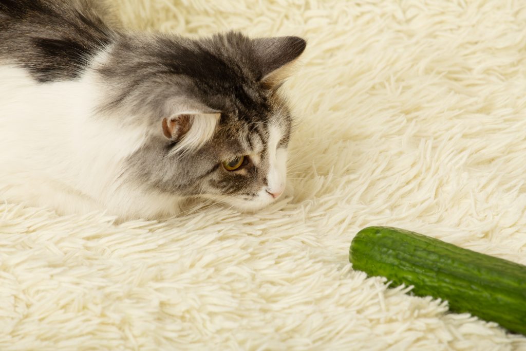 Chat et concombre