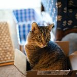 Pourquoi mon chat aime se cacher dans les boîtes et cartons ?