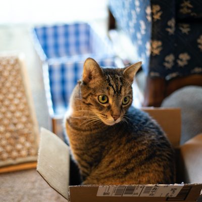 Pourquoi les chats aiment-ils se mettre dans des cartons ?