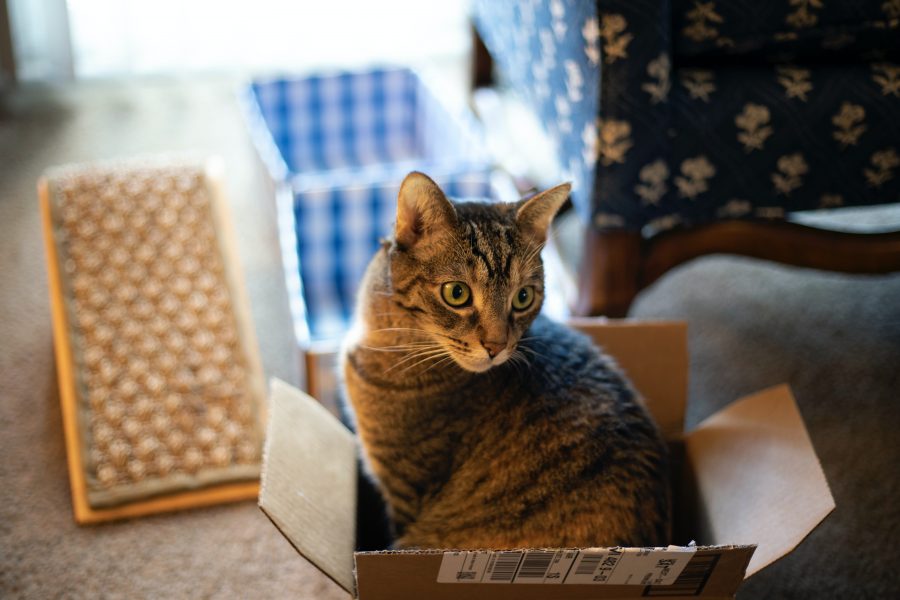 Pourquoi les chats aiment-ils se mettre dans des cartons ?