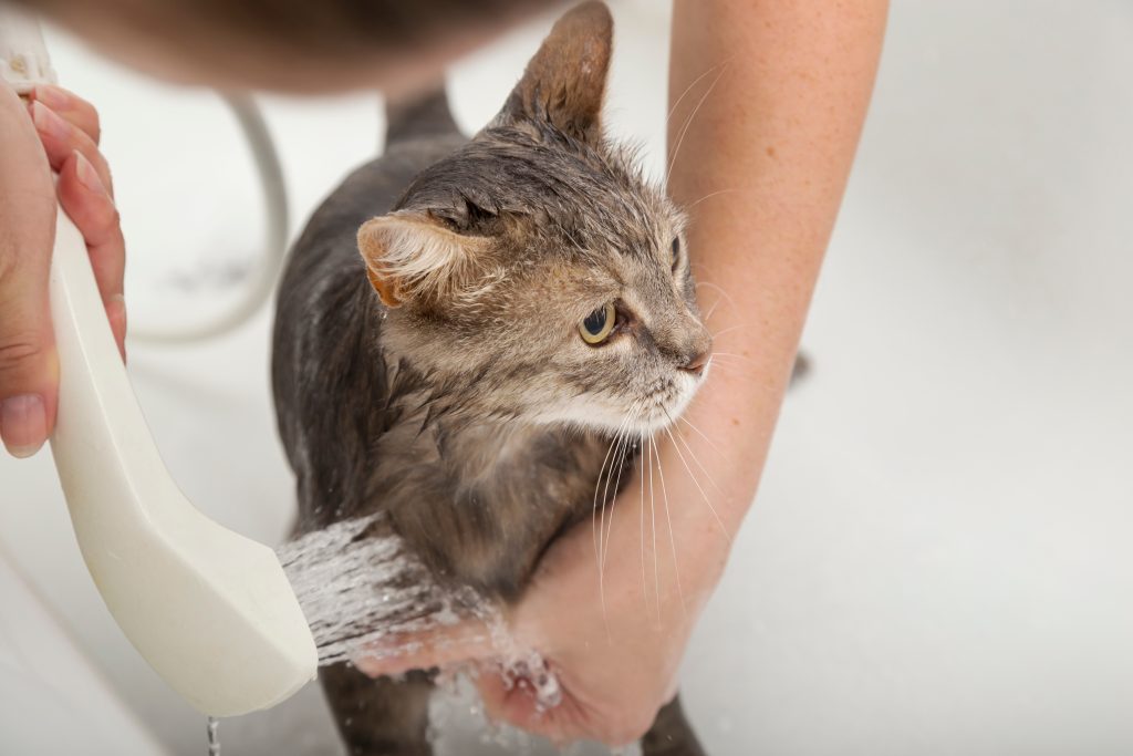 Chat qui se fait laver dans une douche