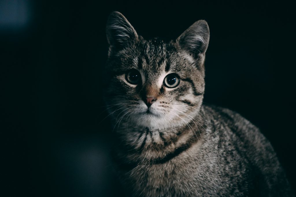 Chat dans la pénombre