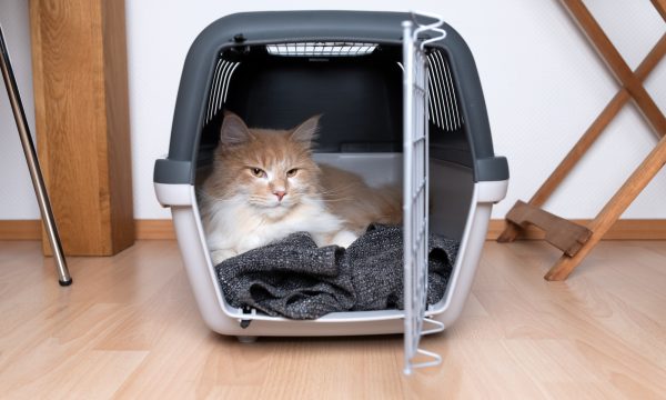 Comment choisir la cage de transport de son chat ?