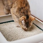 Quelle litière choisir pour son chat ?