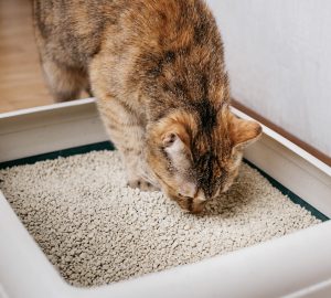 Quelle litière choisir pour son chat ?