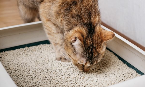 Quelle litière choisir pour son chat ?