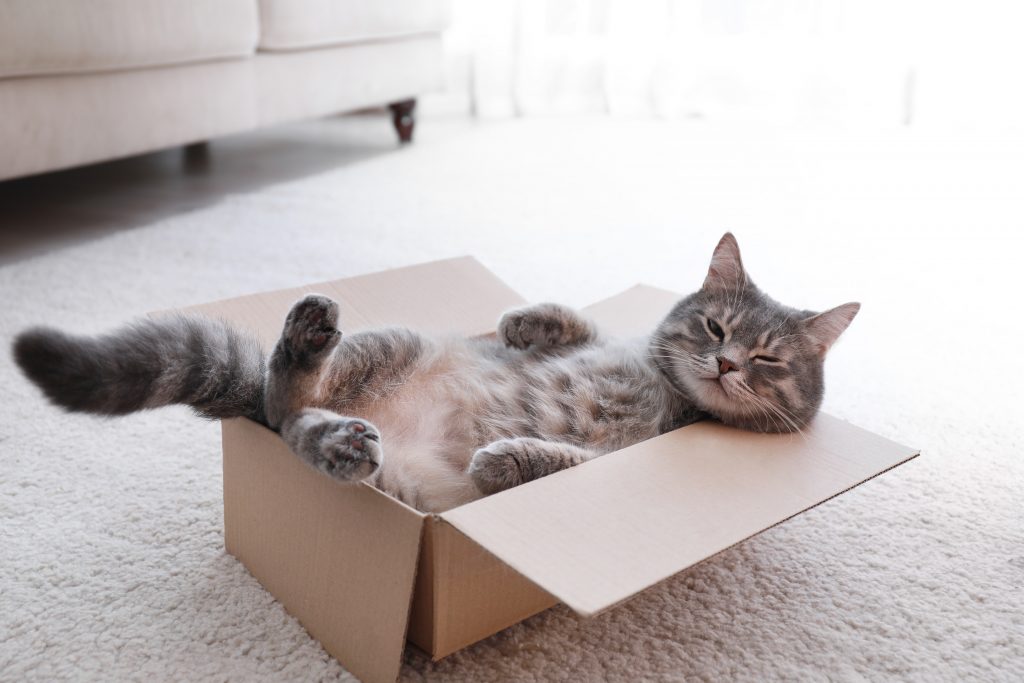 Chat dans une boite
