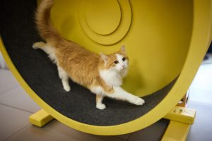Comment fabriquer une roue d’exercice pour chat ?