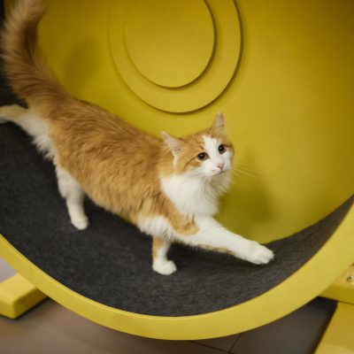 Comment fabriquer une roue d’exercice pour chat ?