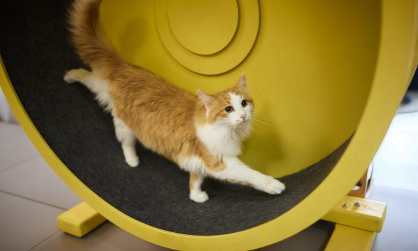 Comment fabriquer une roue d’exercice pour chat ?