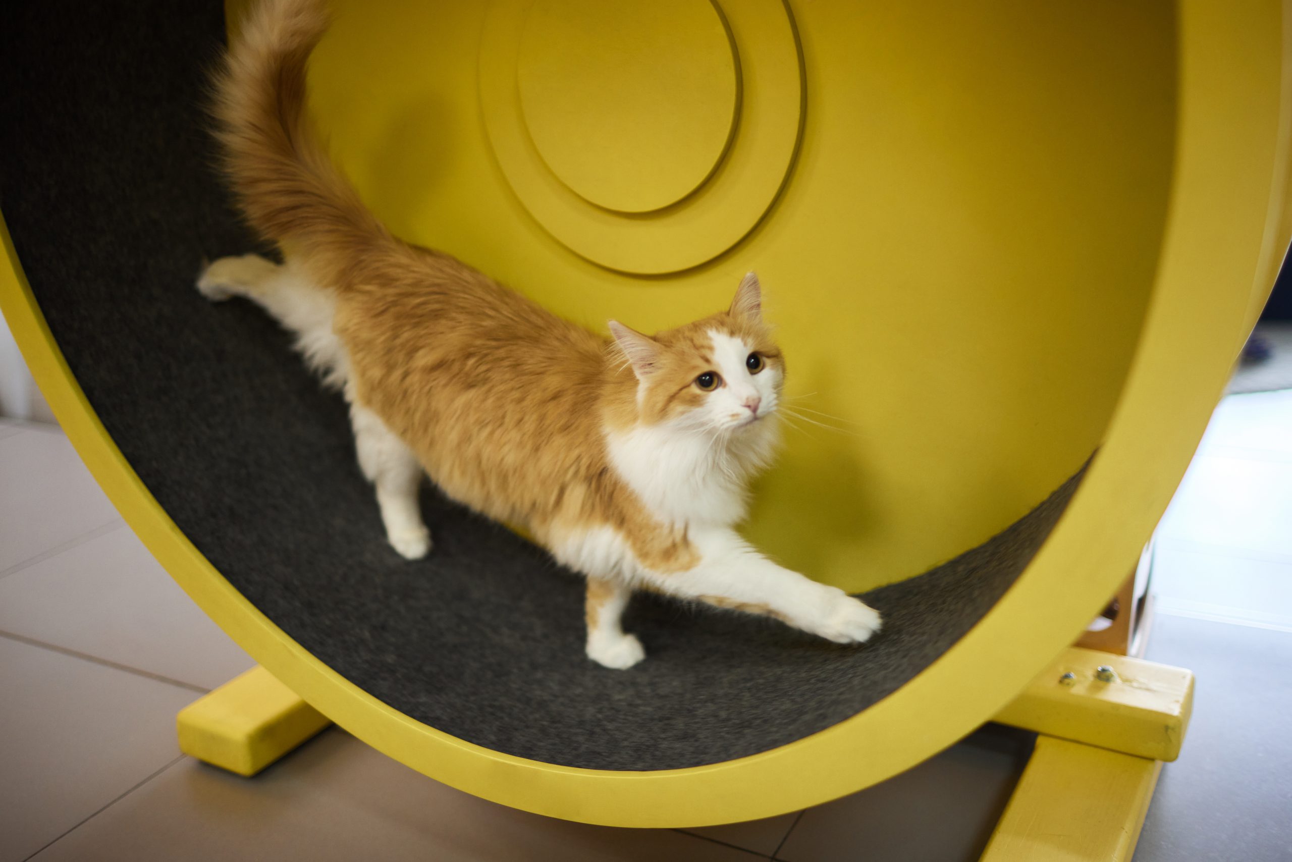 Comment Fabriquer Une Roue D Exercice Pour Chat