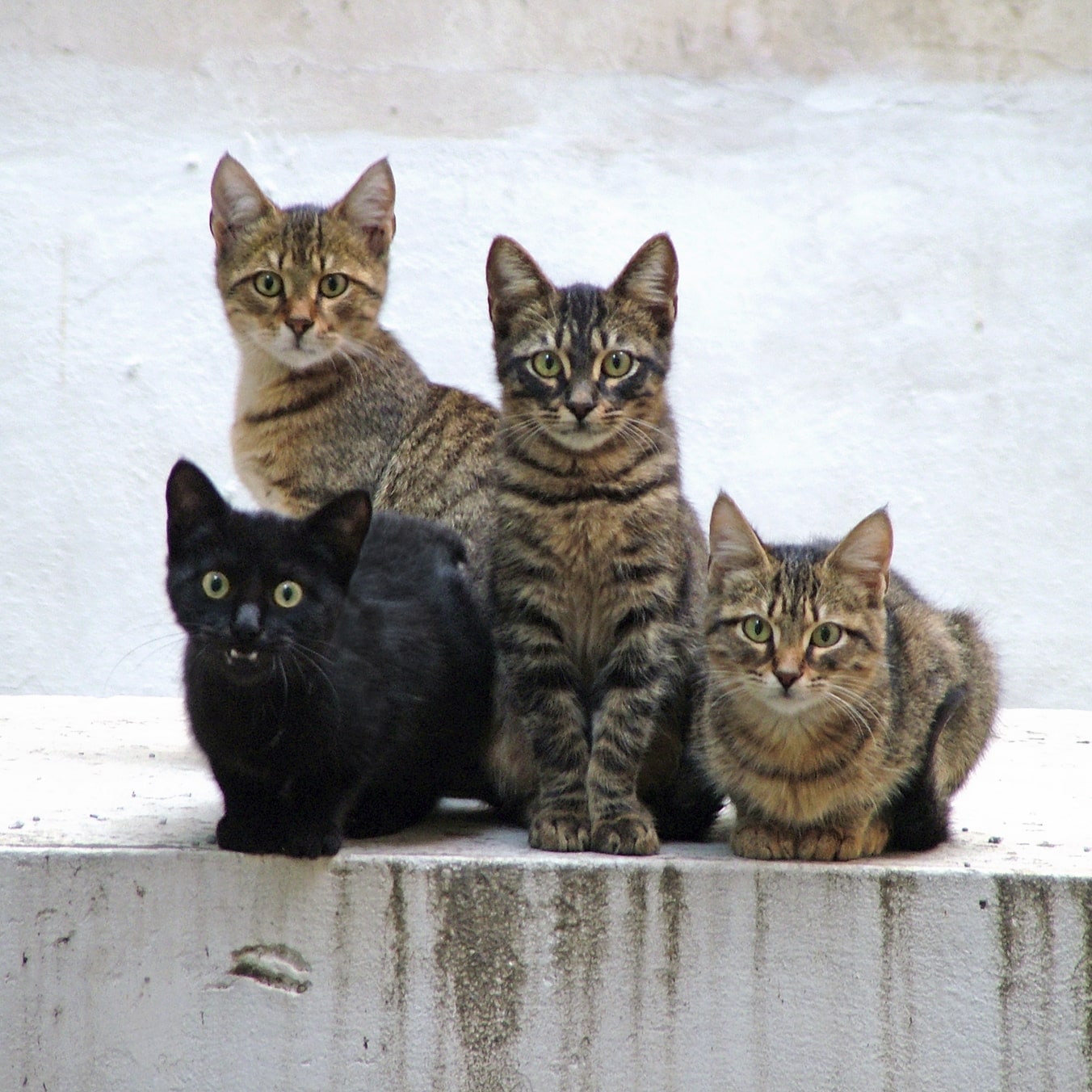 chat de gouttière