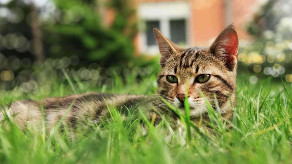 chat a l'exterieur