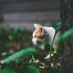 Laisser son chat à l’extérieur : ce qu’il faut savoir