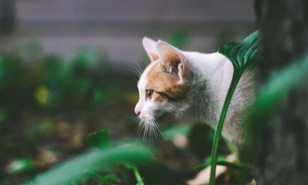 Laisser son chat à l’extérieur : ce qu’il faut savoir