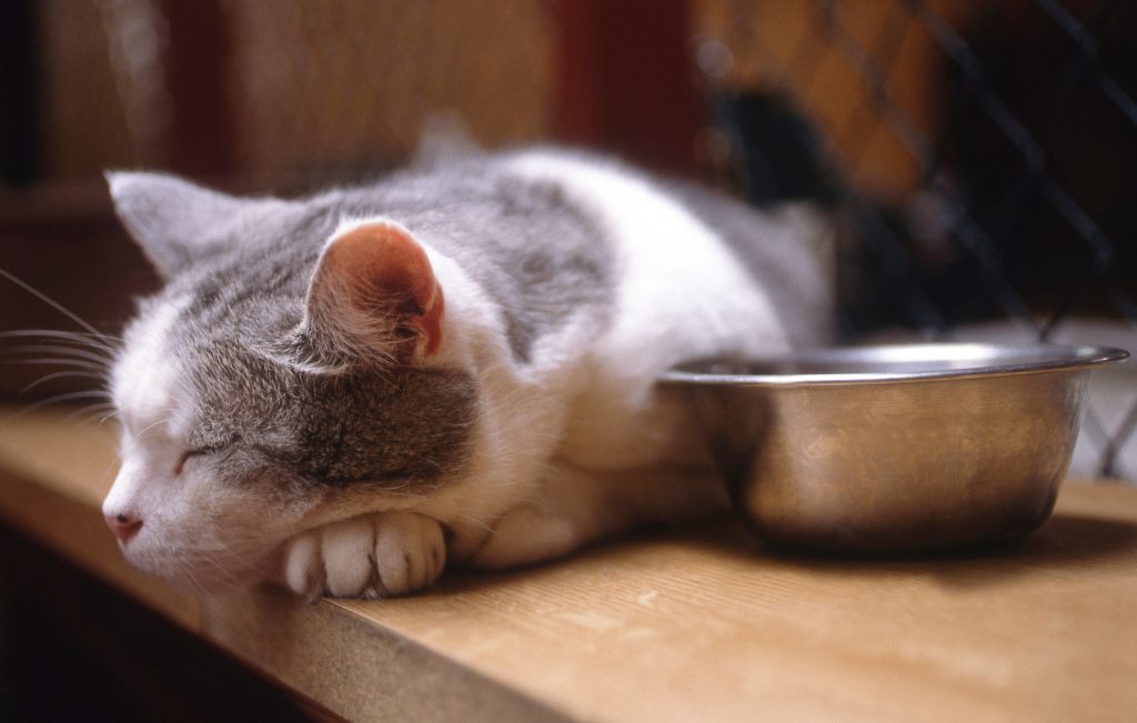 Chat devant sa gamelle qui ne mange pas