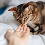 Mon chat ne veut plus manger, que faire ?