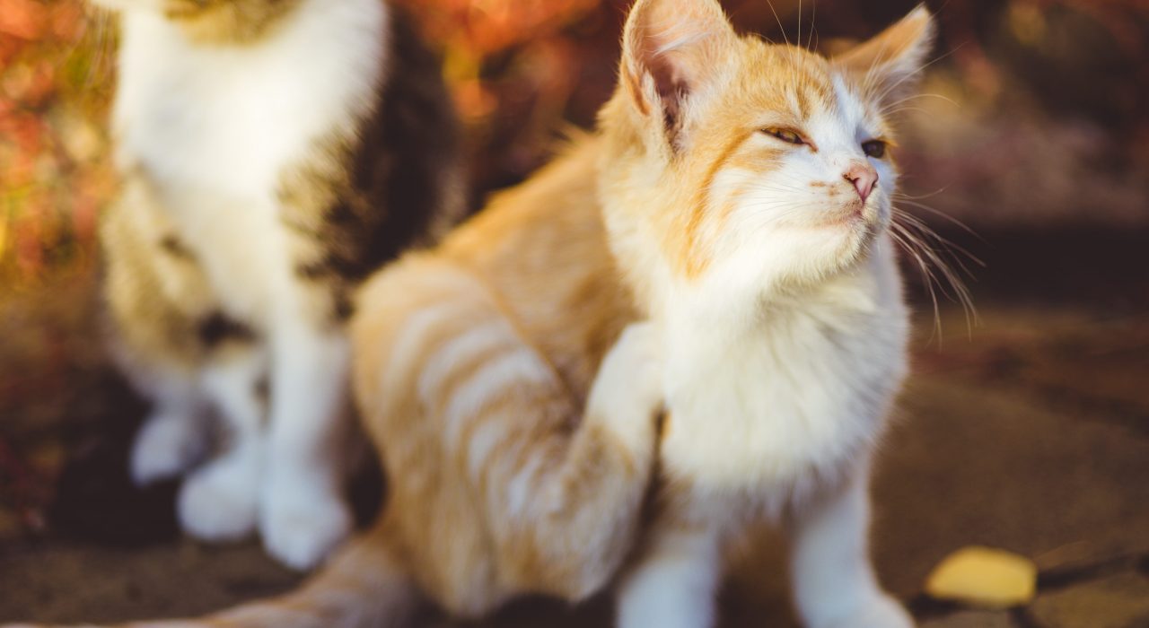 Limiter les démangeaisons du chat grâce aux médecines naturelles