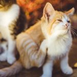 Limiter les démangeaisons du chat grâce aux médecines naturelles