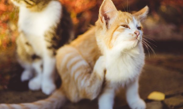 Limiter les démangeaisons du chat grâce aux médecines naturelles