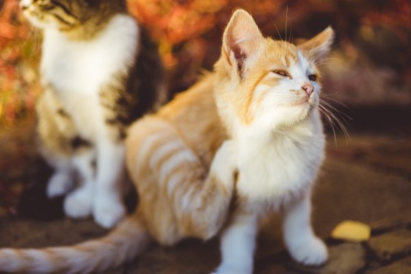 Limiter les démangeaisons du chat grâce aux médecines naturelles