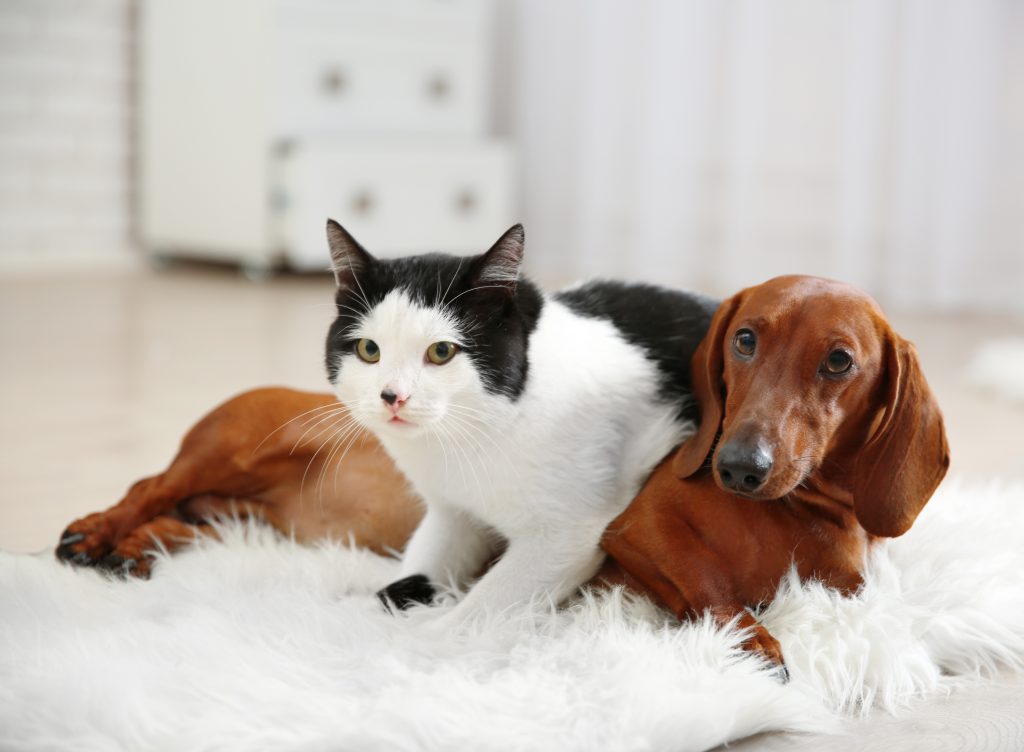 Chien Teckel avec un chat