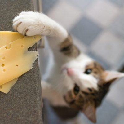 Le chat peut-il manger du fromage ?
