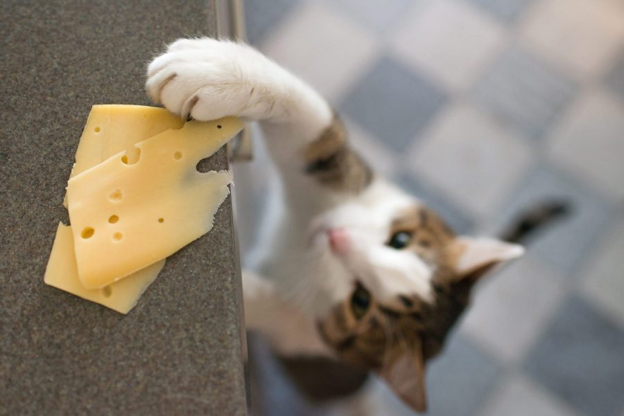 Le chat peut-il manger du fromage ?