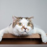 15 faits étonnants sur les chats