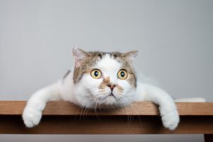 15 faits étonnants sur les chats