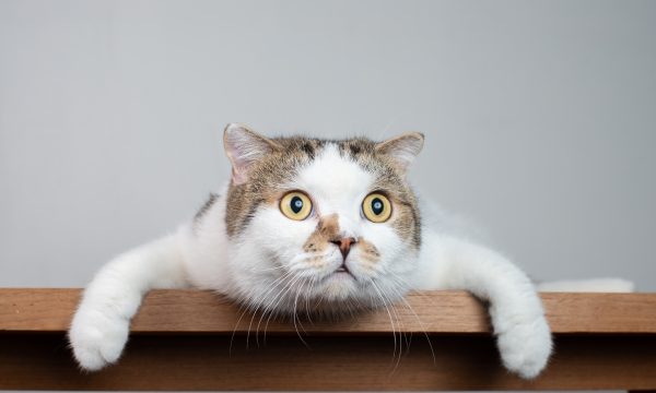 15 faits étonnants sur les chats
