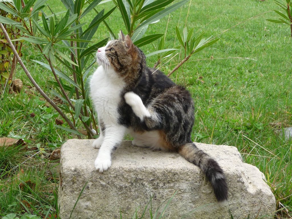 chat qui se démange