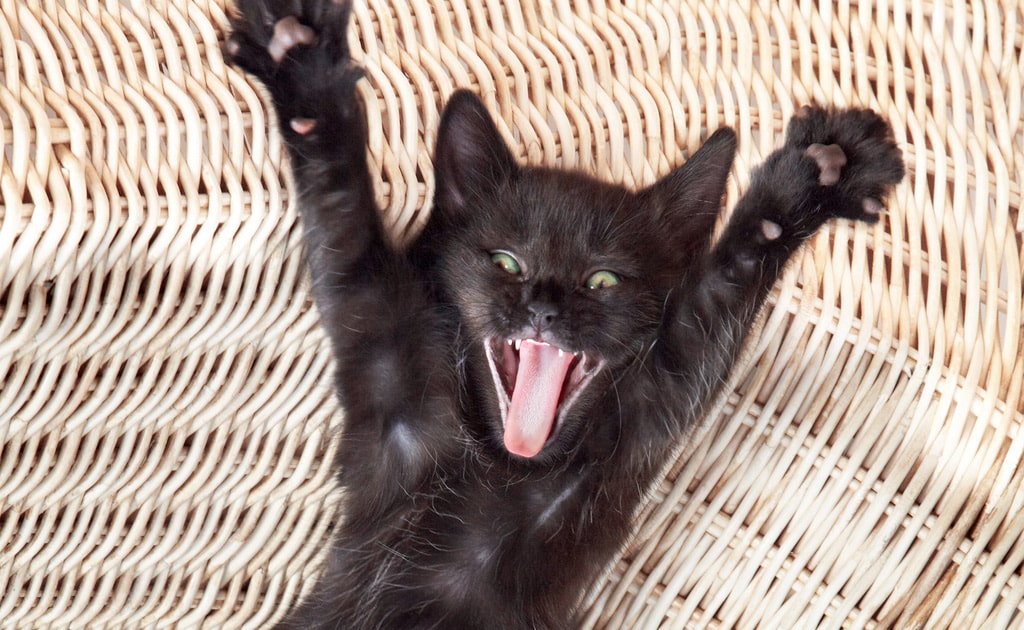 Mauvaise Haleine Du Chat Causes Et Traitements Autour Des Animaux