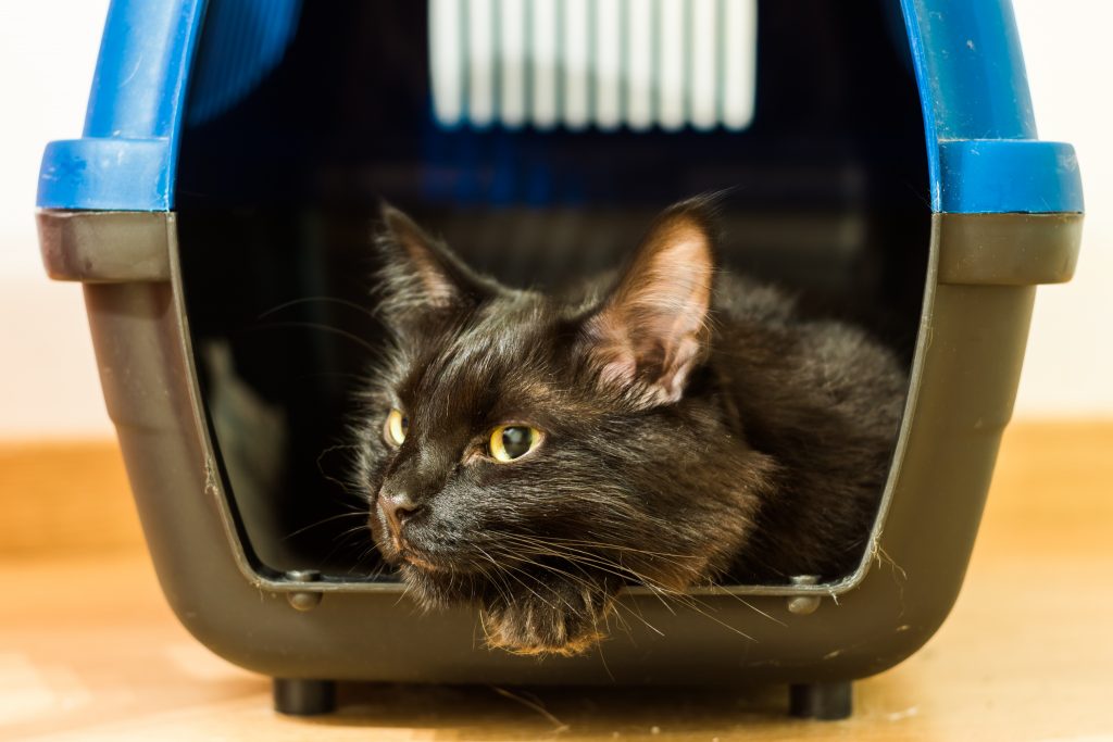 Chat dans sa cage