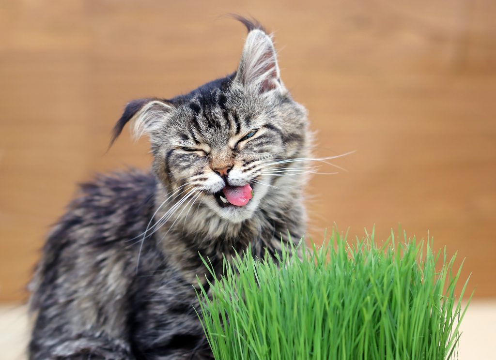 Chat qui mange de l'herbe à chat