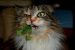 12 photos de chats qui découvrent l’herbe à chat