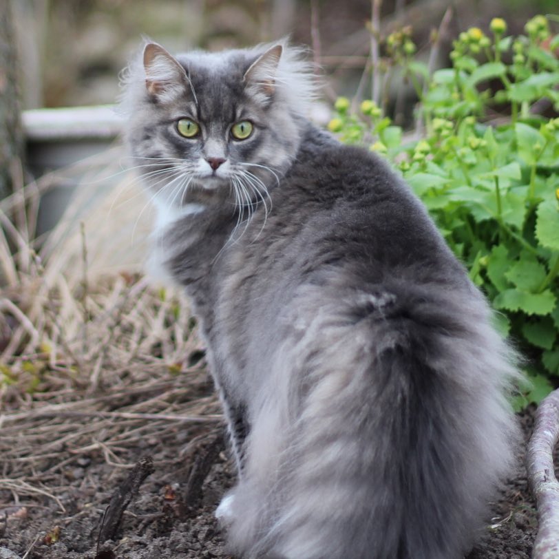 Répulsifs naturels pour chat