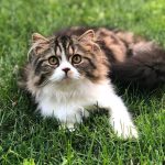 Adopter un chat : 10 conseils pour une adoption réussie