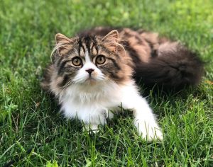 Adopter un chat : 10 conseils pour une adoption réussie