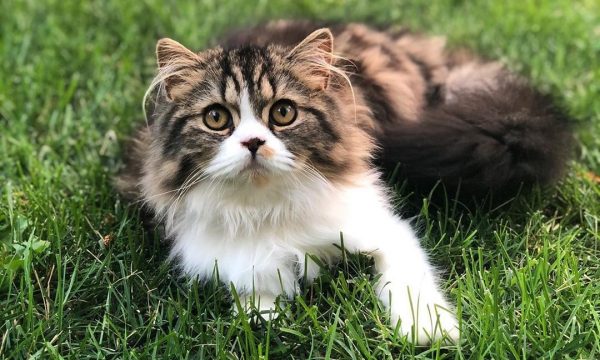 Adopter un chat : 10 conseils pour une adoption réussie