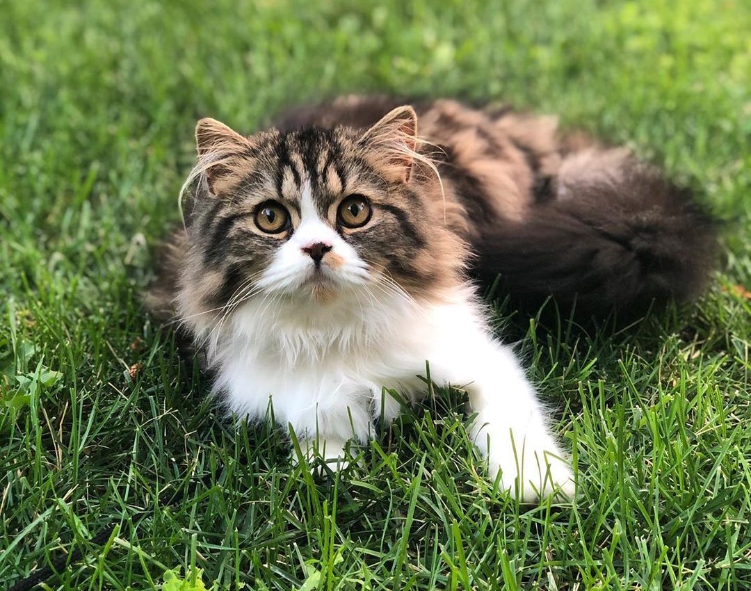 Conseils Pour Adopter Un Chat Autour Des Animaux