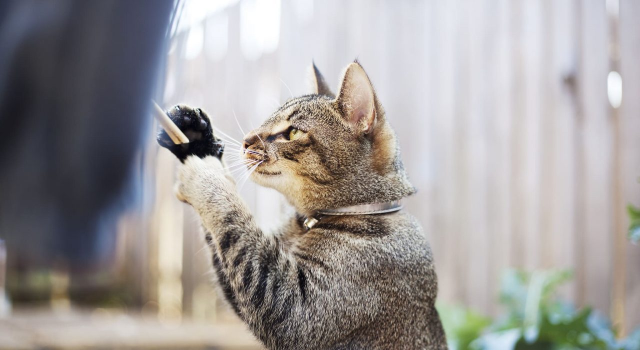 Stimuler son chat à la vie en extérieur
