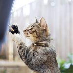 Stimuler son chat à la vie en extérieur